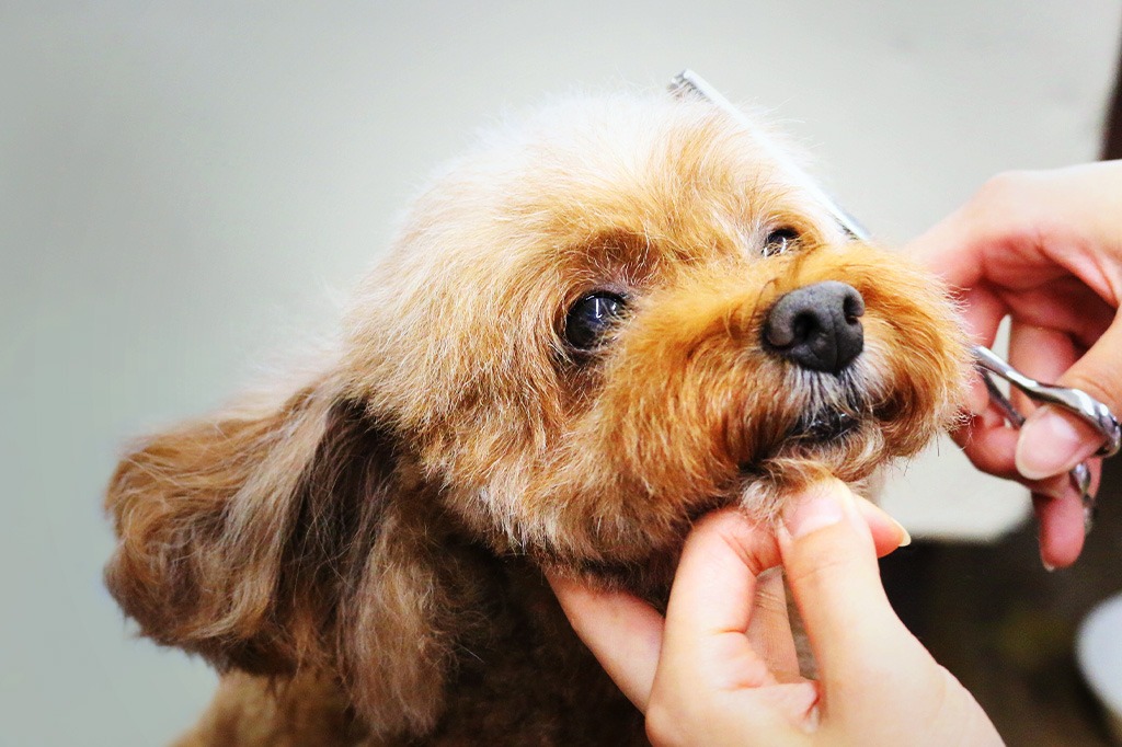 アットホームで小さなトリミングサロン<br /><br />