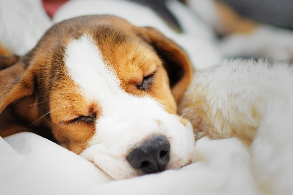 口コミでお客様に支えられてきたトリミングサロン